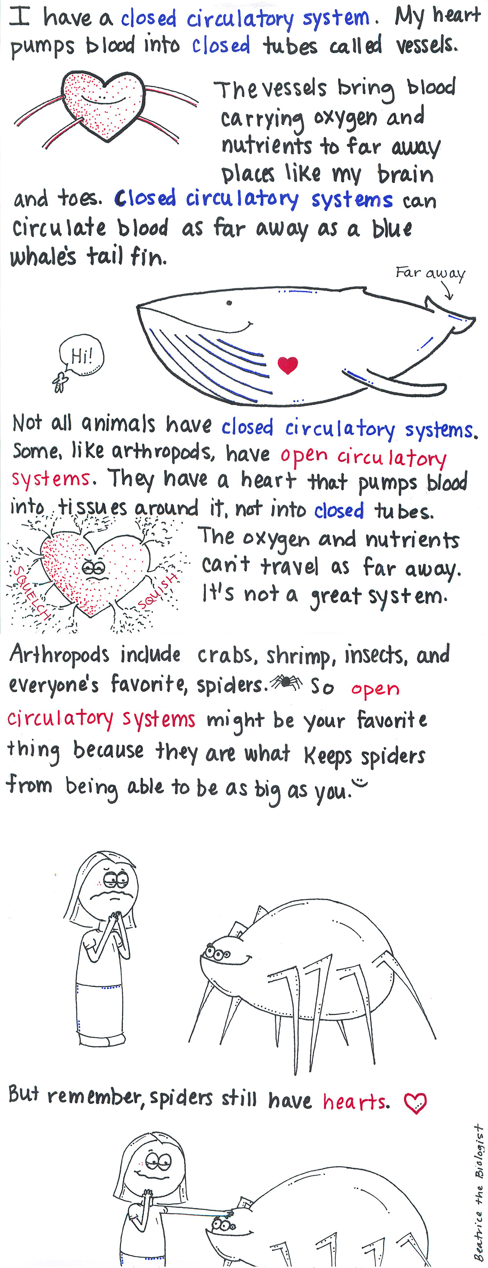 openclosedcirculatorysystemsmall