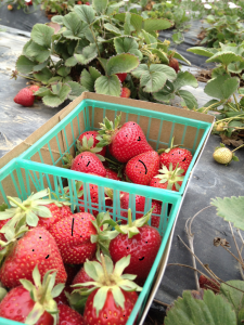 Strawberries I picked with happy faces