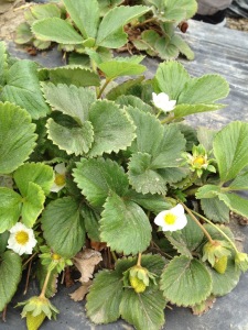 Various stage of strawberry growth.