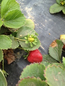 Picture of young and ripe strawberries.