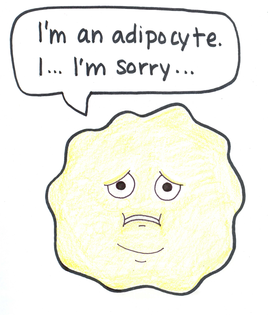 adipocyte1000