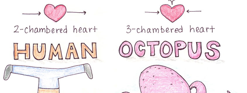 Human Body Archives Page 32 of 47 Beatrice the Biologist