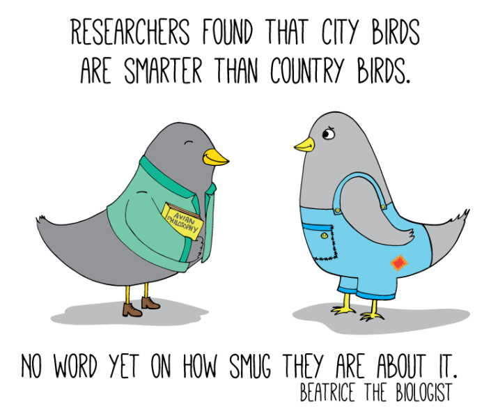 city birds are smarter than country birds smug about it