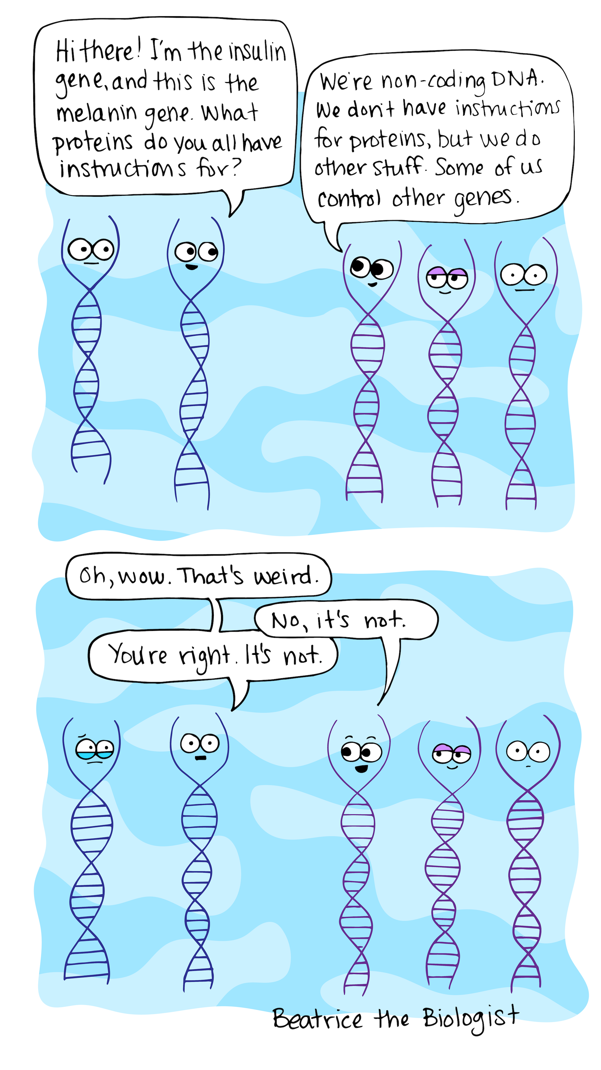 Hi there i'm the insulin gene and this is the melanin gene. What proteins do you all have instructions for? We're non-coding DNA. We don't have instructions for proteins, but we do other stuff. Some of us control other genes. Oh, wow. That's weird. No, it's not. You're right it's not. DNA comic