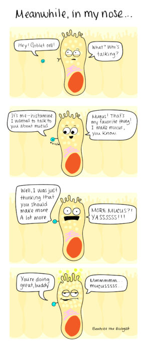 histamine and goblet cells mucus