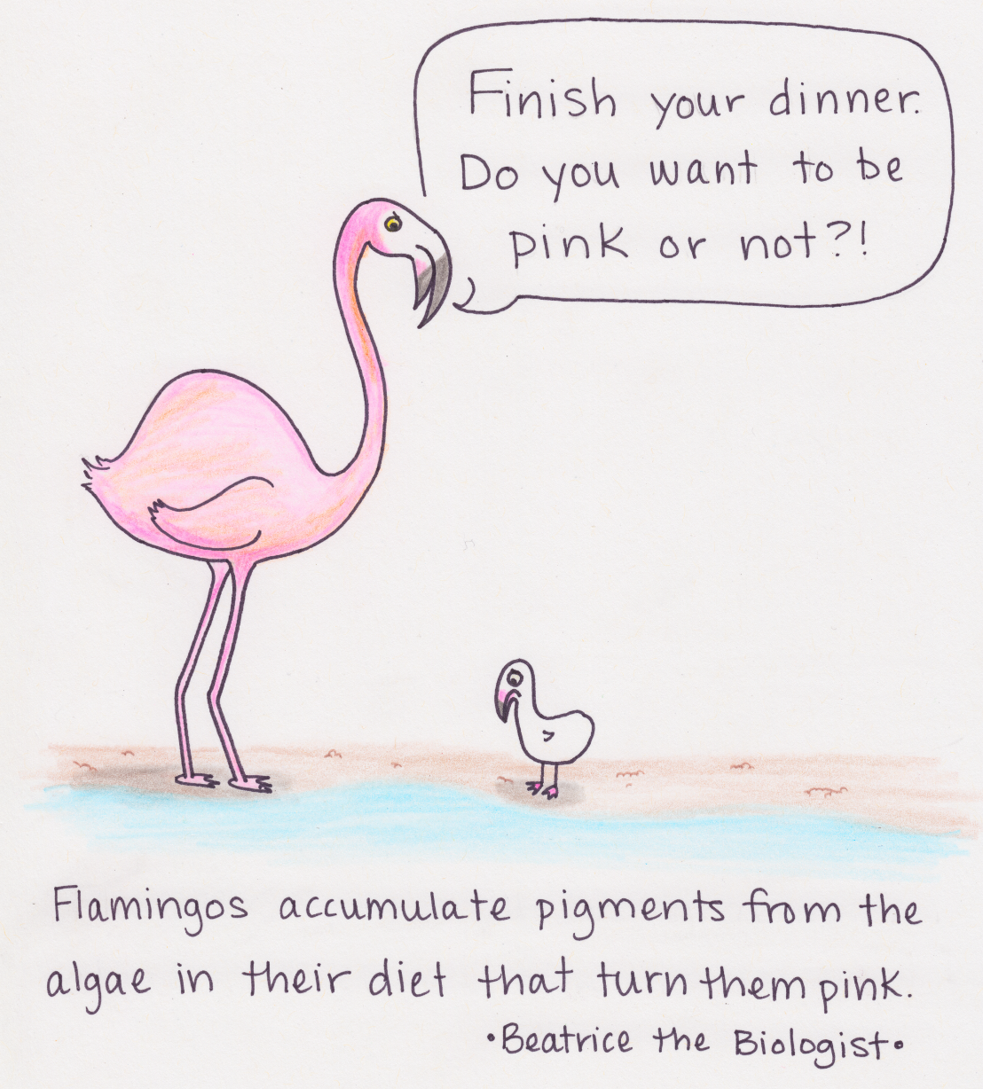 Фламинго прикол